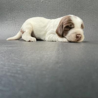 Cuccioli di Cocker in vendita