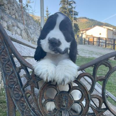 Cuccioli di Cocker in vendita