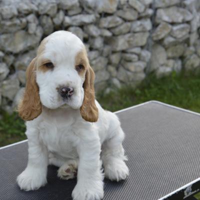 Cuccioli di Cocker in vendita
