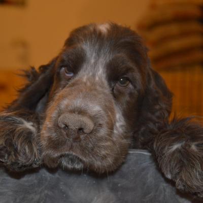 Cuccioli di Cocker in vendita