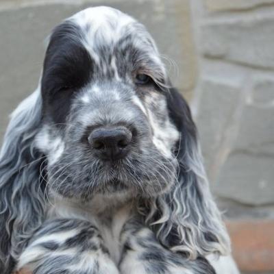 Cuccioli di Cocker in vendita
