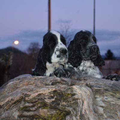 Cuccioli di Cocker in vendita