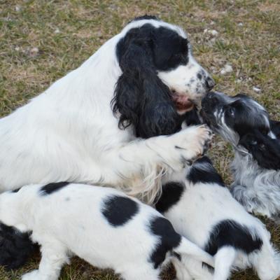 Cuccioli di Cocker in vendita