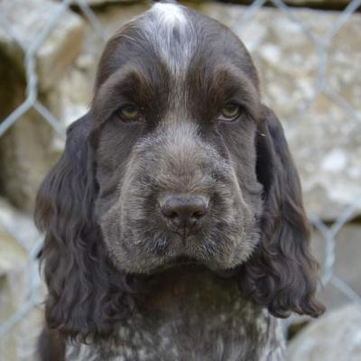 Cuccioli di Cocker in vendita