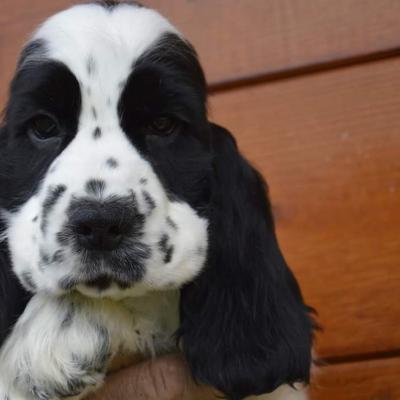 Cuccioli di Cocker in vendita