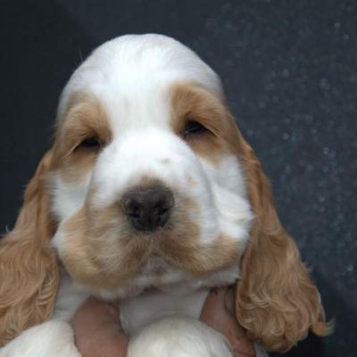 Cuccioli di Cocker in vendita