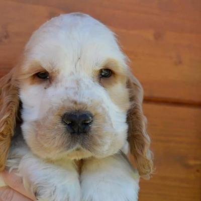 Cuccioli di Cocker in vendita