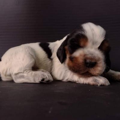 Cuccioli di Cocker in vendita