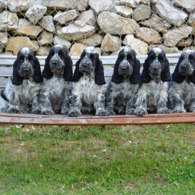 Cuccioli di Cocker in vendita