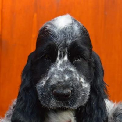 Cuccioli di Cocker in vendita