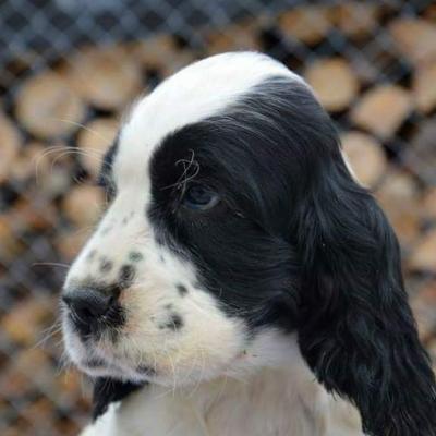 Cuccioli di Cocker in vendita