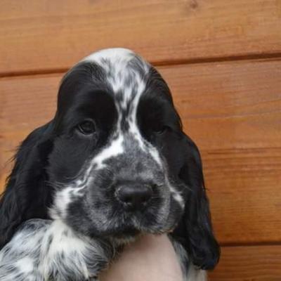 Cuccioli di Cocker in vendita