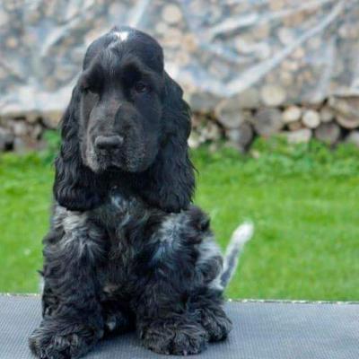 Cuccioli di Cocker in vendita
