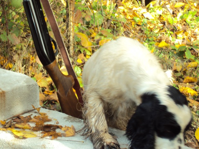 Cocker e standard di caccia