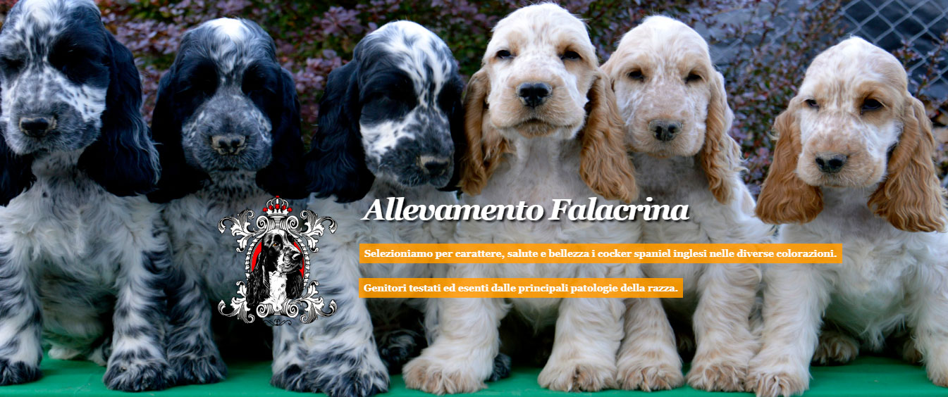 Cuccioli di cocker in vendita