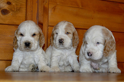 cuccioli cocker