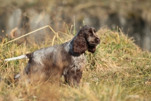 Ottimi risultati al Club Spaniel Show Terni