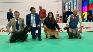 Tanti premi al Raduno cocker spaniel inglese Verona