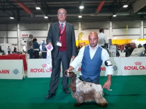 Raduno Cocker spaniel inglese Bastia Umbra