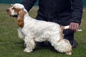 Buone notizie dall&#039;International dog show Rieti