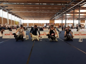 Falacrina Letty Ortiz al European DOG Show 2019