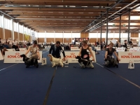 Falacrina Letty Ortiz al European DOG Show 2019