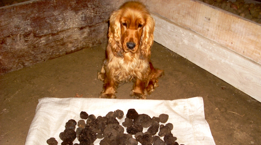 Addestramento al tartufo