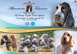 Nuovi cuccioli in vendita