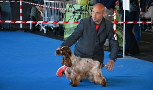 International Dog Show Bastia Umbra