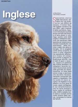 Cocker spaniel inglese seduttore e cacciatore